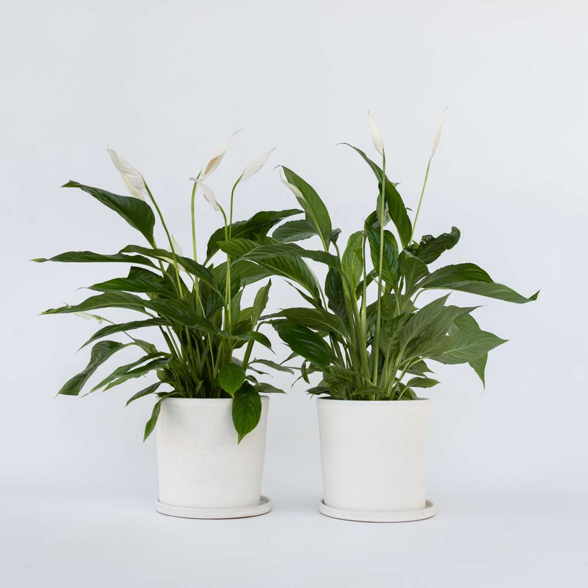 Spathiphyllum 'Lima' - Set van 2