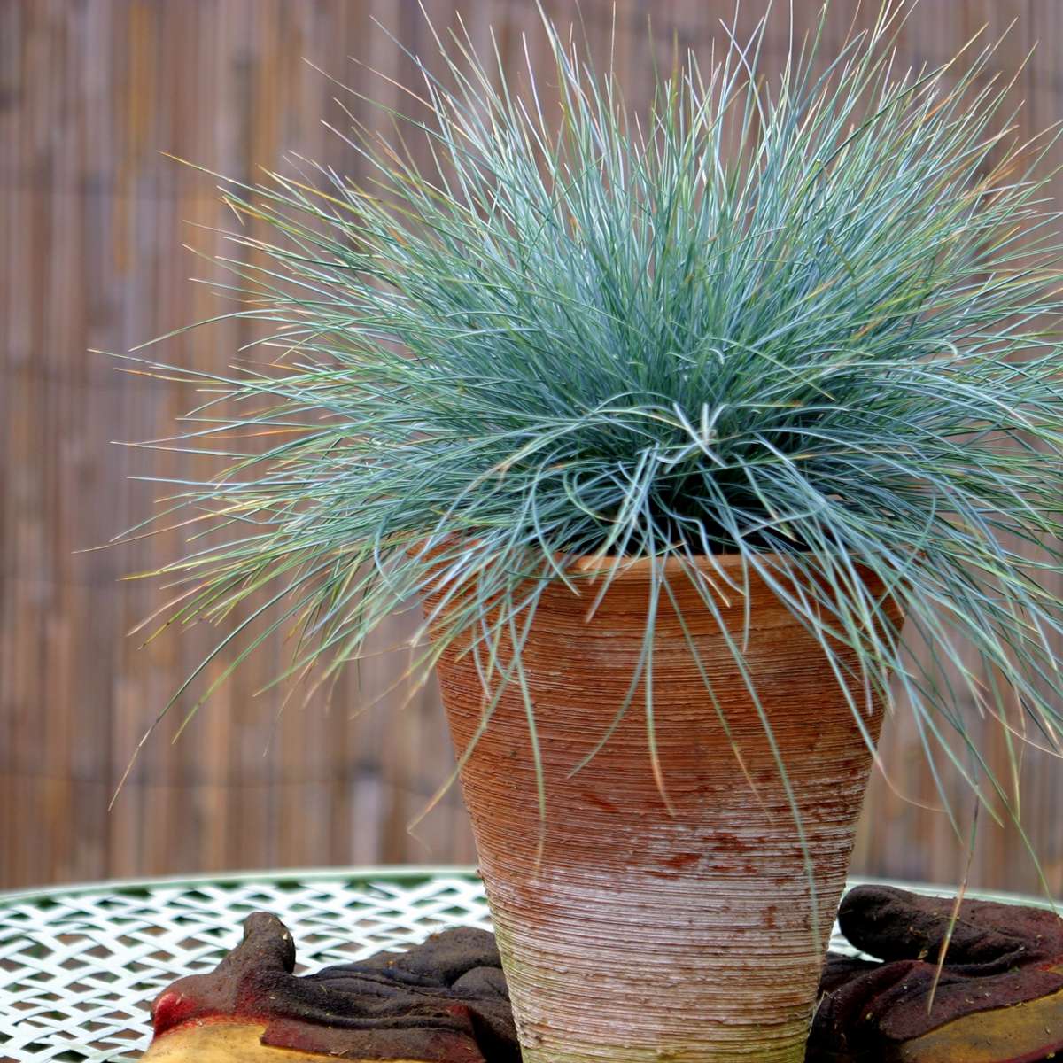 Festuca glauca 'Elijah Blue' - Set van 3 - Siergras