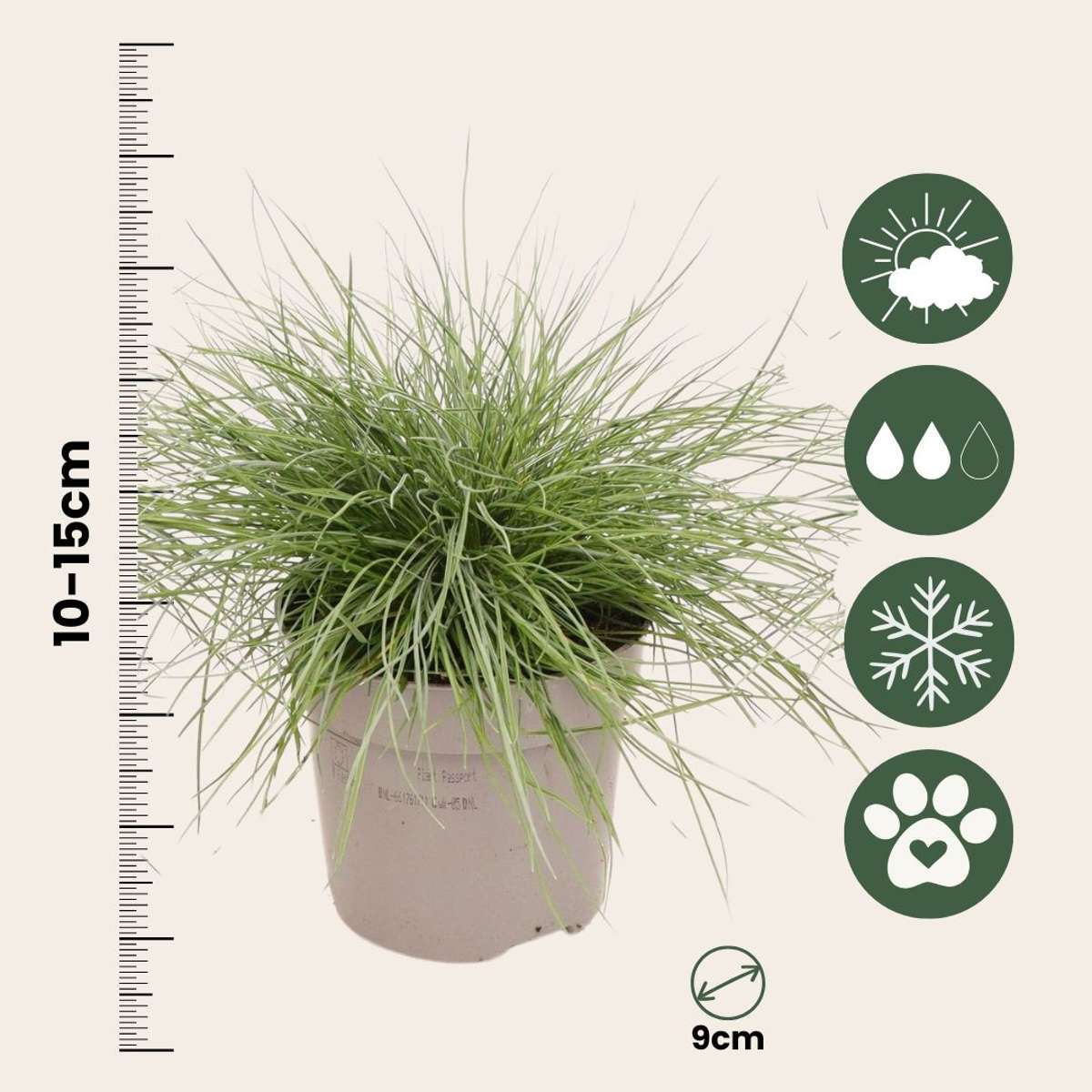 Festuca glauca 'Elijah Blue' - Set van 3 - Siergras