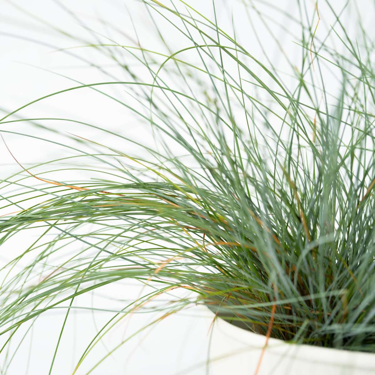 Festuca glauca 'Elijah Blue' - Set van 6 - Siergras