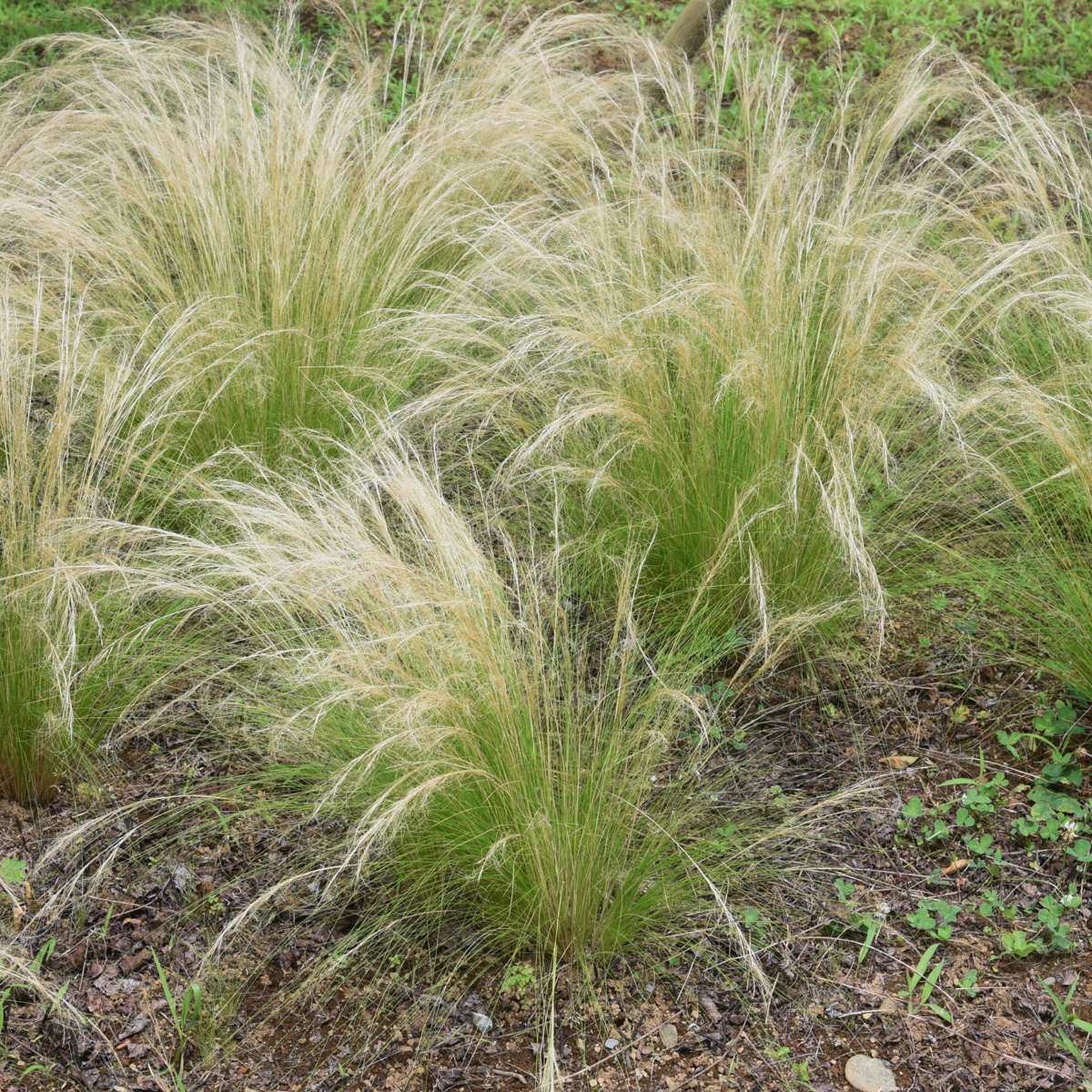 Stipa tenuifolia 'Pony Tails' - Set van 6 - Siergras