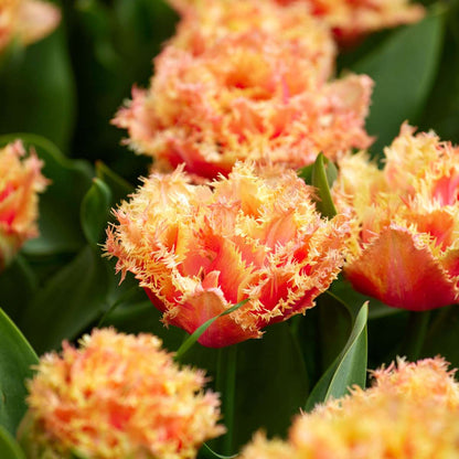 Tulipa 'Brisbane' - Tulpenbollen - Set van 10 - Roze
