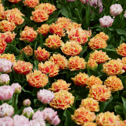 Tulipa 'Brisbane' - Tulpenbollen - Set van 20 - Roze