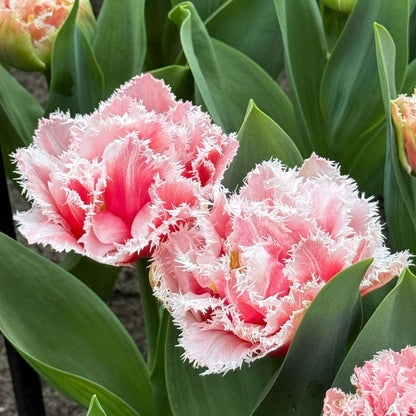 Tulipa 'Queensland' - Set van 15 - Tulpenbollen - Roze, wit