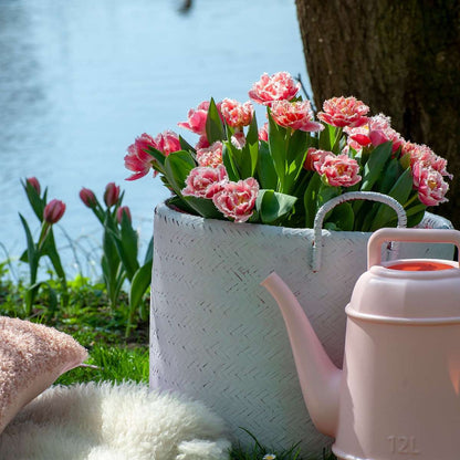 Tulipa 'Queensland' - Set van 20 - Tulpenbollen - Roze, wit
