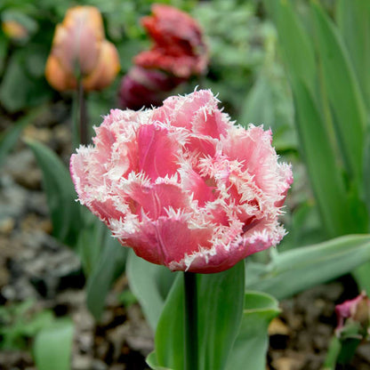 Tulipa 'Queensland' - Set van 15 - Tulpenbollen - Roze, wit