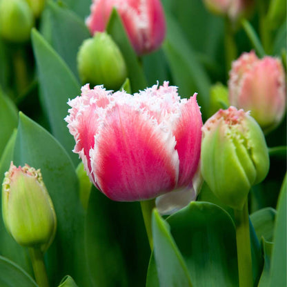 Tulipa 'Queensland' - Set van 15 - Tulpenbollen - Roze, wit
