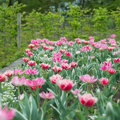 Tulipa 'Queensland' - Set van 20 - Tulpenbollen - Roze, wit