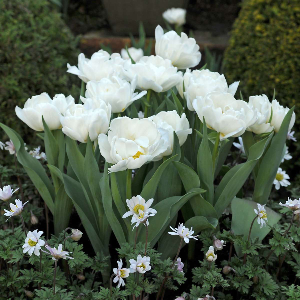 Tulipa 'Snow Crystal' - 10 stuks - Tulpenbollen - Wit