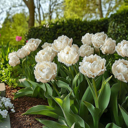 Tulipa 'Snow Crystal' - 20 stuks - Tulpenbollen - Wit