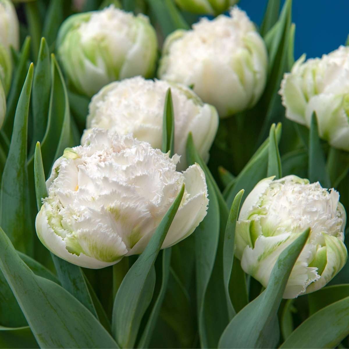 Tulipa 'Snow Crystal' - 20 stuks - Tulpenbollen - Wit