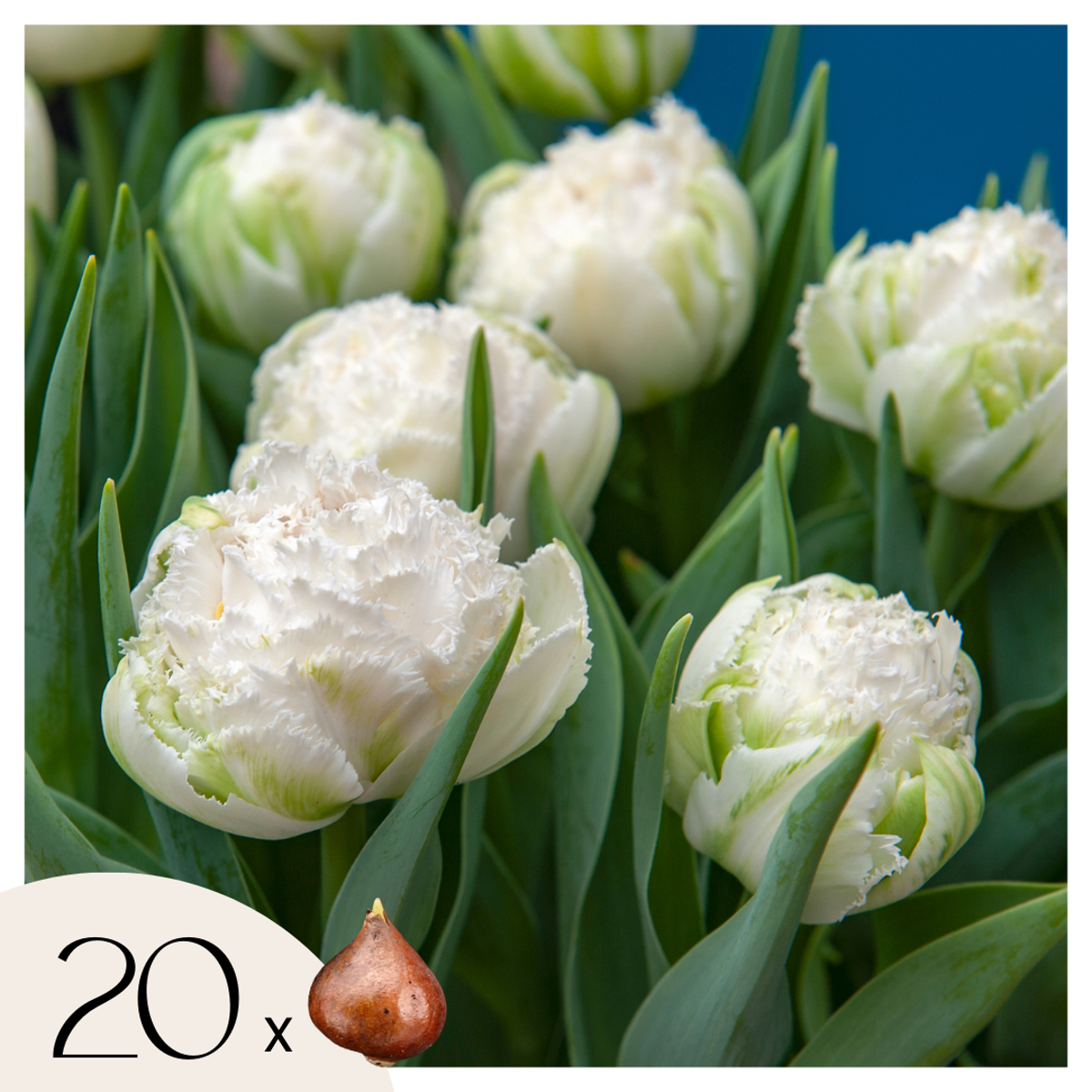 Tulipa 'Snow Crystal' - 20 stuks - Tulpenbollen - Wit