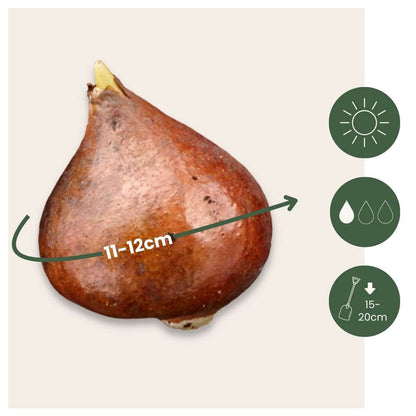 Tulipa 'Snow Crystal' - 20 stuks - Tulpenbollen - Wit