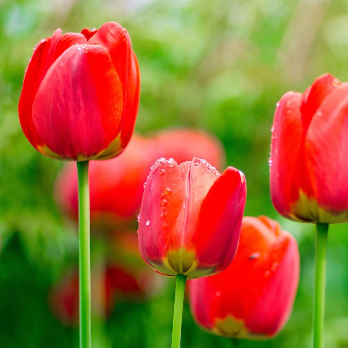 Tulipa 'Red Impression' - Set van 14 - Tulpenbollen