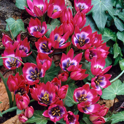 Tulipa 'Little Beauty' - Tulpenbollen - Set van 40 - Rood