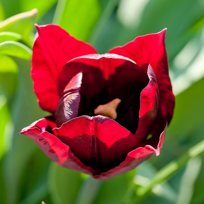 Tulipa 'Little Beauty' - Tulpenbollen - Set van 40 - Rood