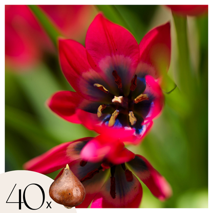 Tulipa 'Little Beauty' - Tulpenbollen - Set van 40 - Rood