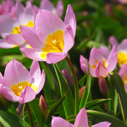 Tulipa bakeri 'Lilac Wonder' - 100 stuks - Bloembollen