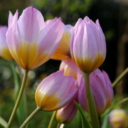 Tulipa bakeri 'Lilac Wonder' - 100 stuks - Bloembollen