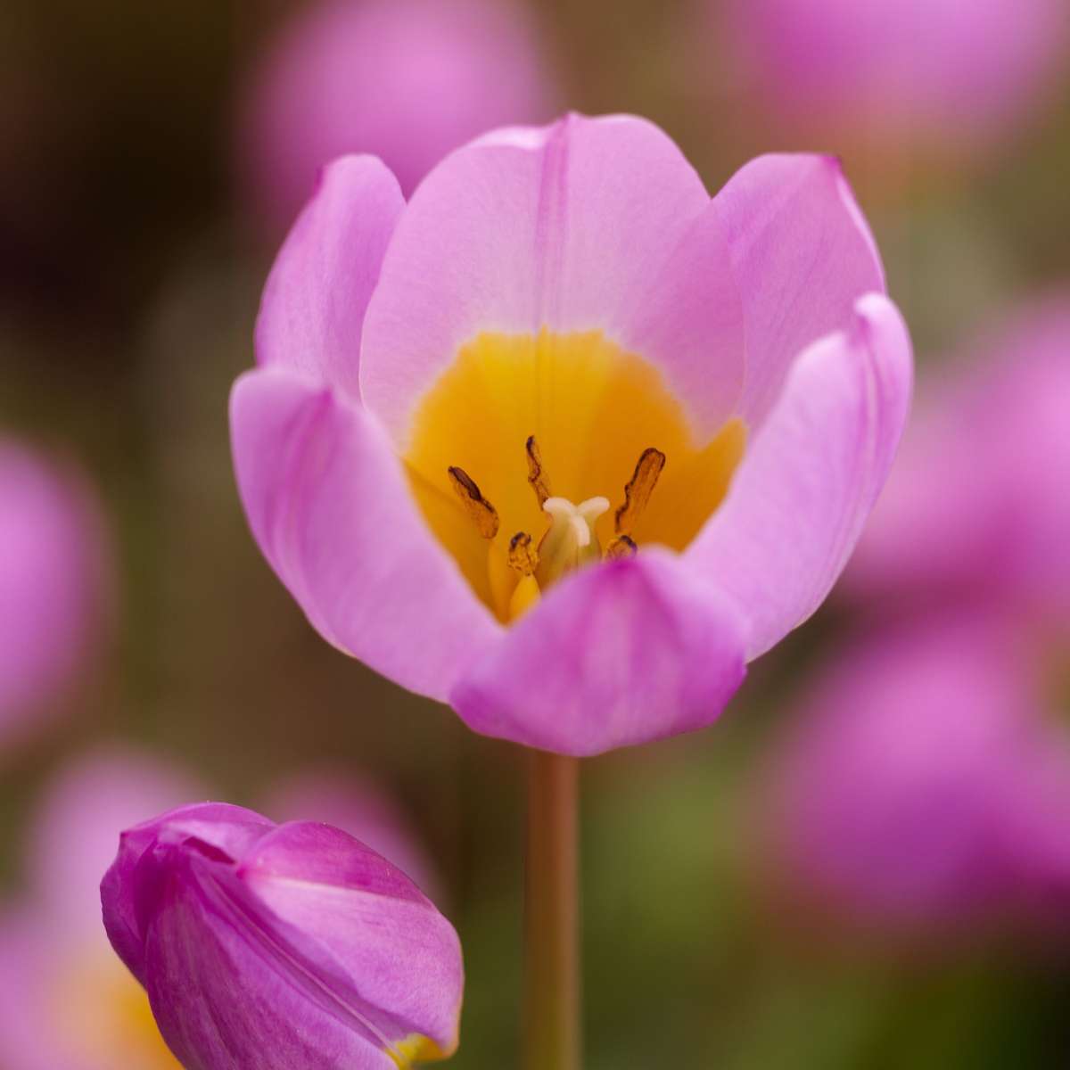 Tulipa bakeri 'Lilac Wonder' - 100 stuks - Bloembollen