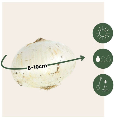 Allium Purple Sensation - Set van 30 - Bloembollen