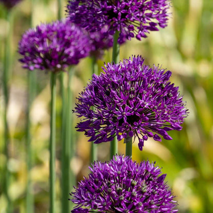 Allium Purple Sensation - Set van 60 - Bloembollen