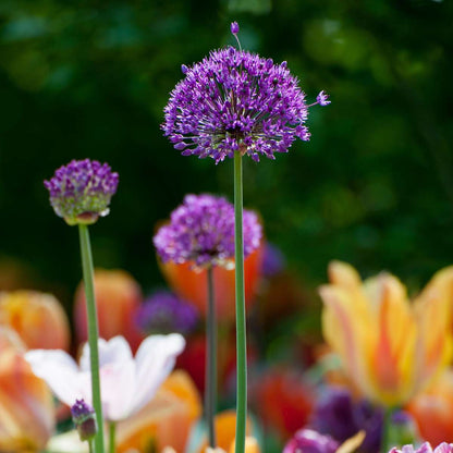 Allium Purple Sensation - Set van 60 - Bloembollen