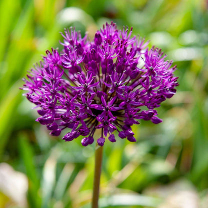 Allium Purple Sensation - Set van 60 - Bloembollen