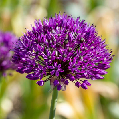 Allium Purple Sensation - Set van 30 - Bloembollen