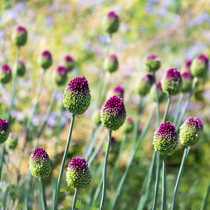Allium Sphaerocephalon - x100 - Trommelstok - Bloembollen