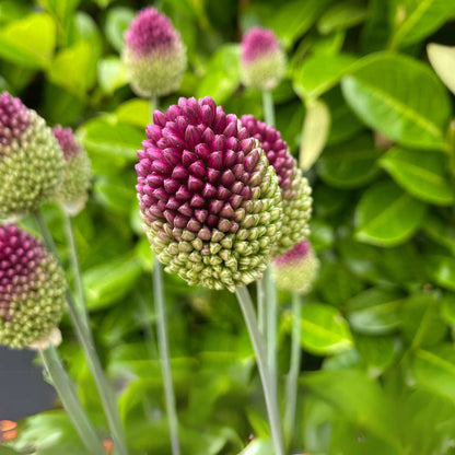 Allium Sphaerocephalon - x200 - Trommelstok - Bloembollen