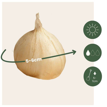 Allium Sphaerocephalon - x200 - Trommelstok - Bloembollen