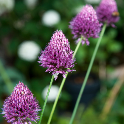 Allium Sphaerocephalon - x200 - Trommelstok - Bloembollen