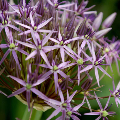 Allium Christophii - Set van 15 - Bloembollen - Sierui paars