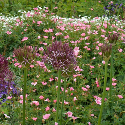 Allium Christophii - Set van 15 - Bloembollen - Sierui paars