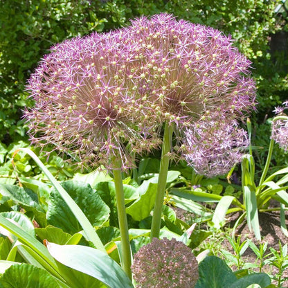 Allium Christophii - Set van 15 - Bloembollen - Sierui paars
