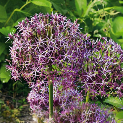 Allium Christophii - Set van 15 - Bloembollen - Sierui paars