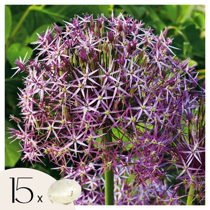 Allium Christophii - Set van 15 - Bloembollen - Sierui paars