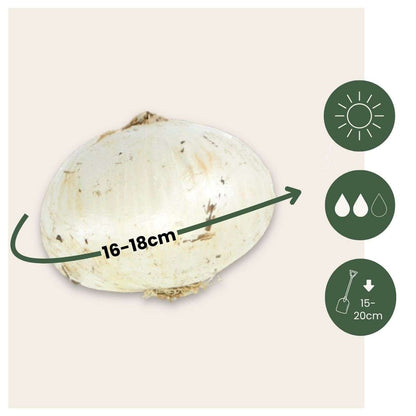 Allium Christophii - Set van 15 - Bloembollen - Sierui paars