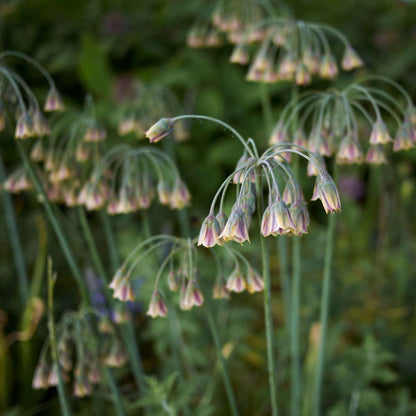Allium Nectaroscordum Siculum - Set van 30 - Bloembollen