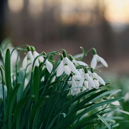 Galanthus Elwesii - Bloembollen x50 - Sneeuwklokje - Wit