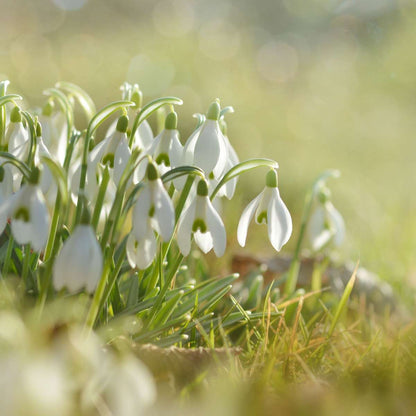 Galanthus Elwesii - Bloembollen x50 - Sneeuwklokje - Wit