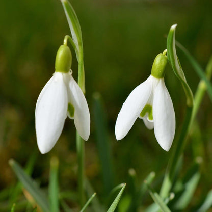 Galanthus Elwesii - Bloembollen x50 - Sneeuwklokje - Wit
