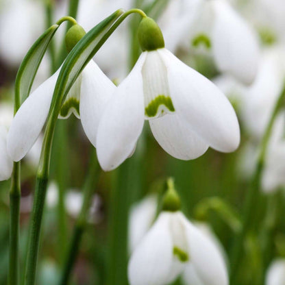 Galanthus Elwesii - Bloembollen x50 - Sneeuwklokje - Wit