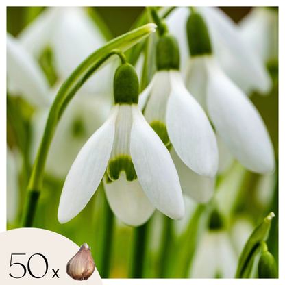 Galanthus Elwesii - Bloembollen x50 - Sneeuwklokje - Wit