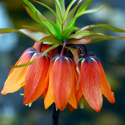 Fritillaria Rubra - Set van 3 - Rode Kievietsbloem