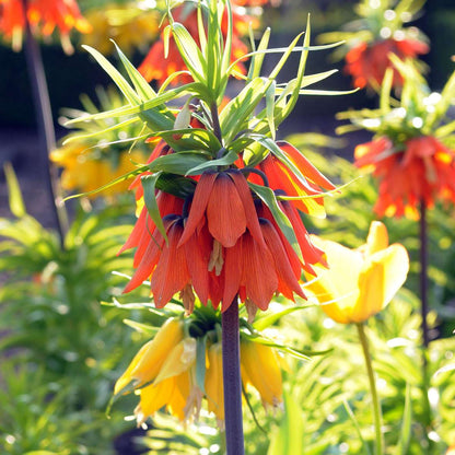 Fritillaria Rubra - Set van 3 - Rode Kievietsbloem