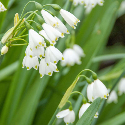 Leucojum Aestivum - x40 - Zomerklokje - Bloembollen
