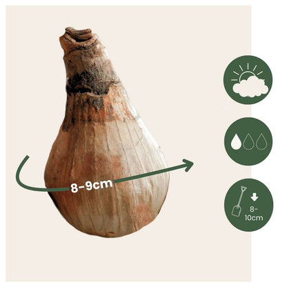 Leucojum Aestivum - x20 - Zomerklokje - Bloembollen