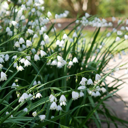 Leucojum Aestivum - x40 - Zomerklokje - Bloembollen